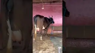 Gir Cross cow | Jersey Cross Cow | High Milk Capacity cow