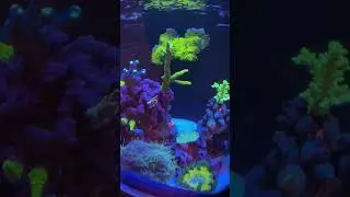 Sps tank growth