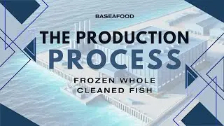 BASEAFOOD - Frozen Whole Cleaned Fish - Production Process