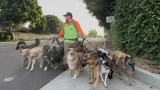 DOGEX: How to Walk with Your Pack Family