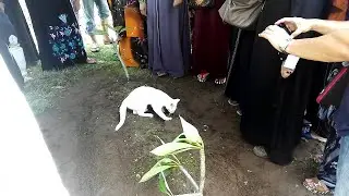 Cat Won't Leave Owner's Grave || ViralHog