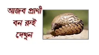 Pangolin | Bon Roi | বন রুই প্রাণী | আজব প্রাণী