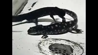 Courtship - Ambystoma tigrinum, Part 1