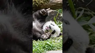 The cutest tumble! 🥺❤️ #cute  #panda  #nature