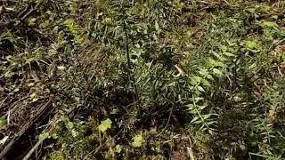 &Lambda;&alpha;&gamma;&omicron;&mu;&eta;&lambda;&iota;ά: Ruscus aculeatus