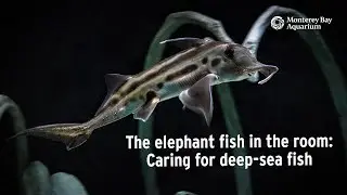 The elephant fish in the room | Caring for deep-sea fish with Senior Aquarist Dalton