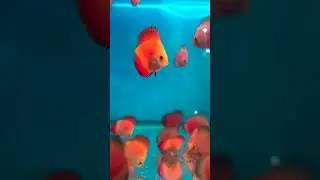 #acaradisco #aquarismobrasil #discus #aquarismo #acaraguto