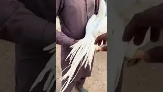 White murgha #aseelmurga #murghay #hatchingeggs21daysaseel #1billionviewschallenge #punjabimusic