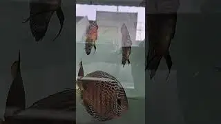 #discusbreeding #discus #discusbreeder #ikandiscus #discusfish #discusfarm #discusindonesia #shorts