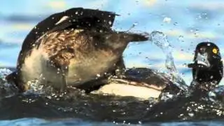 Scaup - Duck Species Profile
