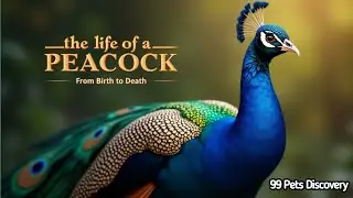 The Life of a Peacock &mdash; From Birth to Death | Complete Documentary 2025 | 99 Pets Discovery/#pet