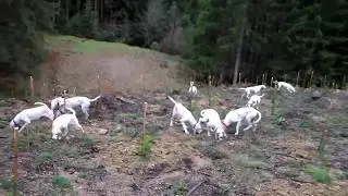 Chasse lièvre avec 12 porcelaines