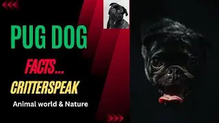 Discover the Irresistible Charm of Pugs: A Guide to the Playful and Adorable Dog Breed /CritterSpeak