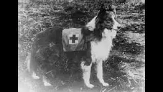 July 13 VC:  Rescue dogs deconstructed
