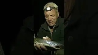 Discover the Stealthy and Athletic Sordleby: A Predatory Catfish Species