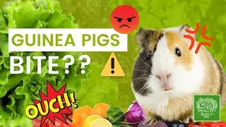 😱 Do Guinea Pigs Actually Bite?! (And What It Means If They Do)