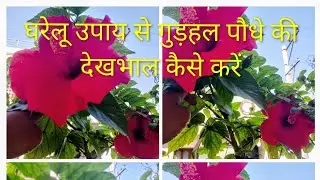 Hibiscus Flower Plant With Homemade Solutions 🌿 ll घरेलु उपाय से गुड़हल पौधे की कैसे देखे भल करे