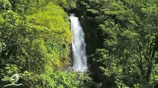 Peaceful Marimba & Ukulele Music With A Tropical Hawaiian Feeling