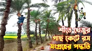 শীতে খেজুর গাছ কেটে রস সংগ্রহ // khajur ras //খেজুর গাছ কাটার পদ্ধতি