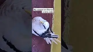 Незаконный пассажир до Луанды#travel #seaman #birds #africa #savebirds #cargoship #work #travel
