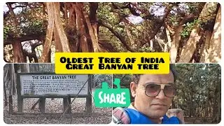Oldest tree of Asia