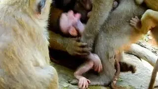 Wow Poor Baby Monkey Mia Cry angry Nasty Deedee