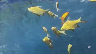 The Swimming of Fish#shortvideo #beautiful 