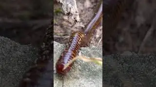 Giant Millipede In The Forest 😱