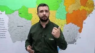 MILHO GR&Atilde;O INTEIRO OU TRITURADO? VEJA QUAL ENTREGA MAIS DESEMPENHO AO REBANHO