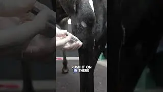How to Inject the Tarsal-Metatarsal Joint in Horses | Equine Vet Technique Explained #equinehealth
