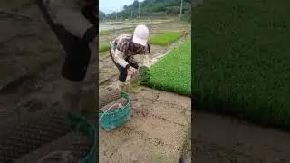 Spring Paddy Farming Time #paddyfarming #paddy #rice #plants #plantlife #shorts
