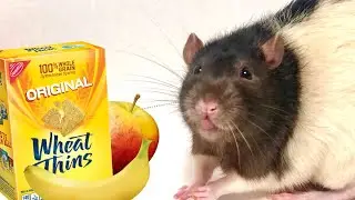 THE RAT REVIEW - 1 HOUR SPECIAL