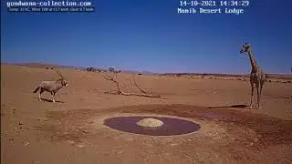 Oryx vs Giraffe