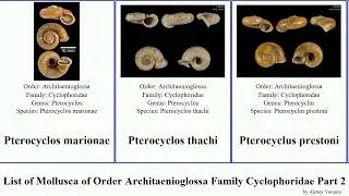 List of Mollusca of Order Architaenioglossa Family Cyclophoridae Part 2 pterocyclos spiraculum