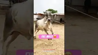 Karachi Cow Mandi | Derah Ansari Cattle Farm #short #shorts #ytshorts #shortvideo #shortsfeed #cow