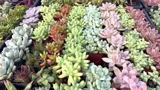 Colorful succulents for all seasons!  Check out our large collection of 2