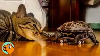Mini Turtle Gets a Skateboard To Follow His Cat | Cuddle Buddies