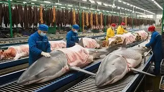 FULL PROCESS | Inside the Shark Cartilage Processing Plant | From Ocean Waste to Million-Dollar