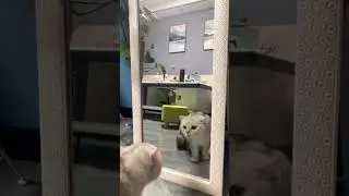 Cat sees itself in the mirror