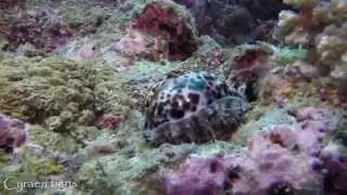 Tiger Cowry