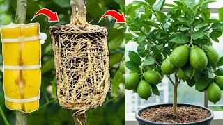How to grow lemon tree from Cutting at home&mdash;with 100% success