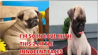 MEET MY NEW FUR BABIES | MALLOW & WAFFLE | DELMA HOLE #pugs #pugvideo #pugph