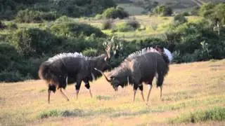 Nyalas sizing each other up