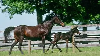 Hermitage Farm 1