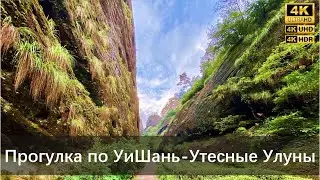 Путешествие на УиШань  Утесные улуны,  Уишанский чай （День #3 1）