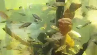 DSCF0354
