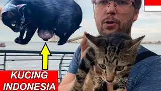 STRANGE INDONESIAN CATS 🐱🇮🇩 BULE SHOCKED 😮