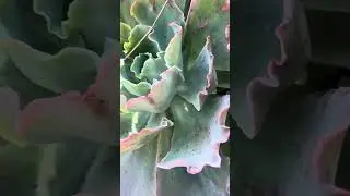 Winter Cleanup ✨🌵😶&zwj;🌫️Front Garden Succulent Reset #fypyoutube #fypシ #vlog 