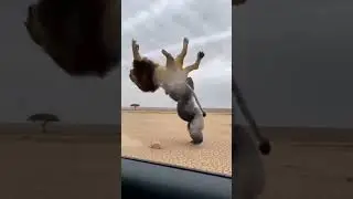 Gorilla Punches Lion | Shocking Animal Fight 😱🦍🦁🔹#GorillaVsLion#AnimalFight