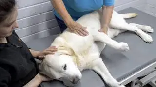 Canine Therapies - Hydrotherapy Centre for Dogs